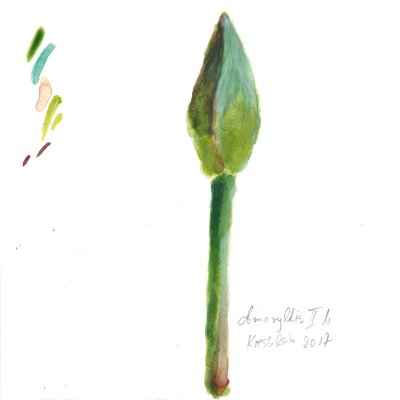 Amaryllis II a 15x15cm aquarell