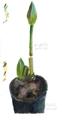 Amaryllis II a b 15x30cm aquarell