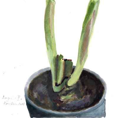 Amaryllis III a 15x15cm aquarell