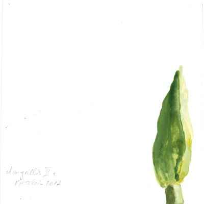 Amaryllis III c 15x15cm aquarell