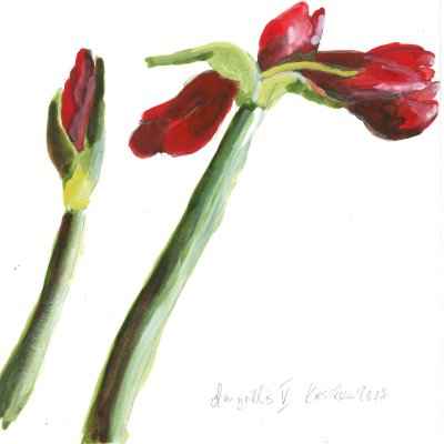 Amaryllis V 15x15cm aquarell