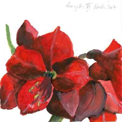 Amaryllis VII 15x15cm aquarell