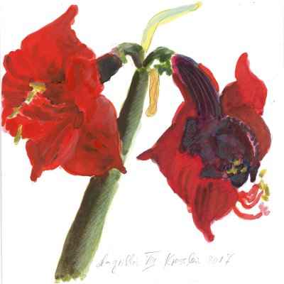 Amaryllis VIII 15x15cm aquarell