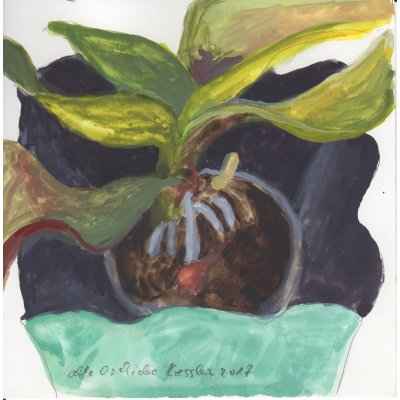 alte orchidee 15x15cm aquarell