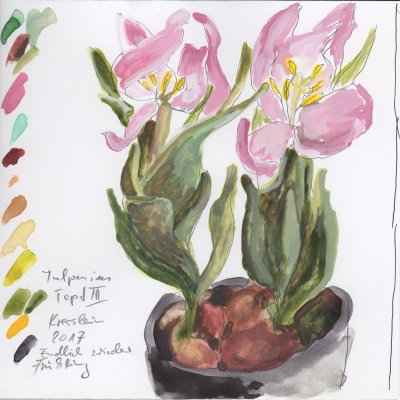 tulpen im topf III 15x15cm aquarell